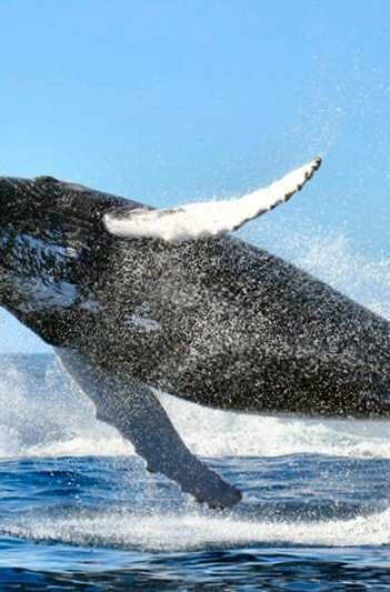 A humpback whale jumping and completely out of the water