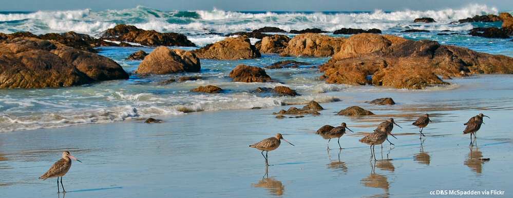 Birds at the surfline - Asilomar Beach Birds at the surfline - Asilomar Beach