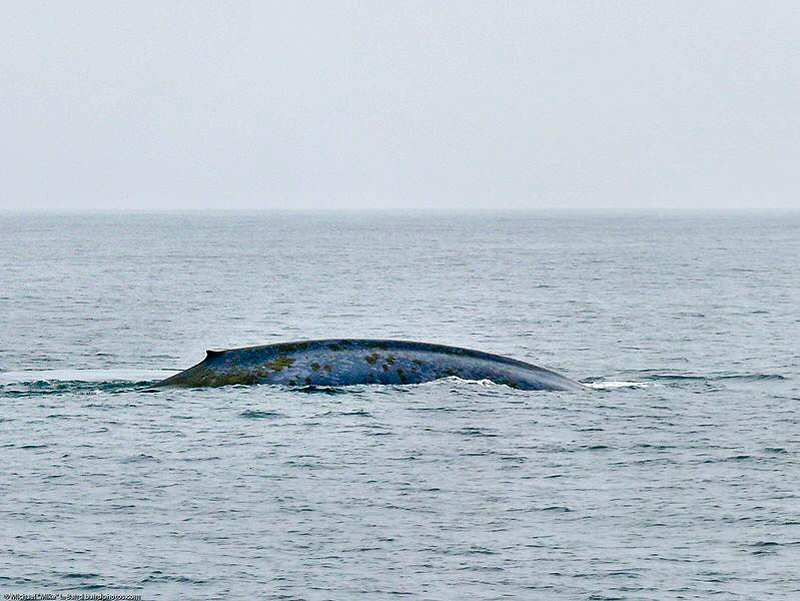 What you might see on a whale watching tour - Blue Whale
