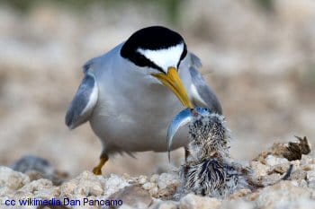 California Least Tern feeding young
