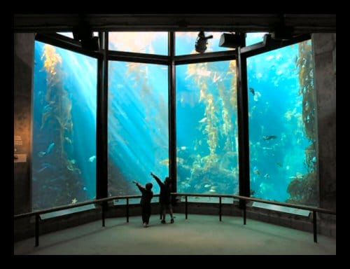 The Kelp Forest exhibit at the Monterey Bay Aquarium