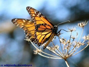 Monarch butterfly at Pismo Beach