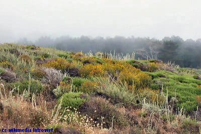 Point Lobos wildflowers