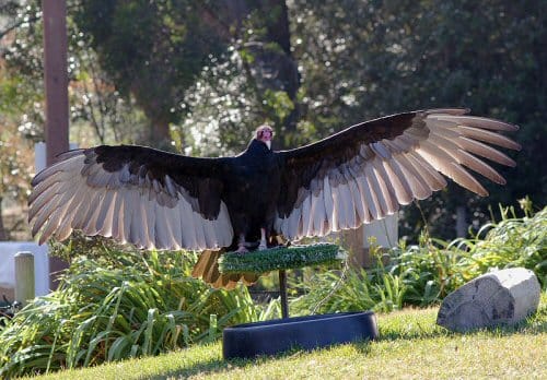 Turkey vulture with a six foot wingspan