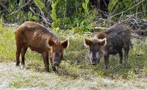 wild pigs