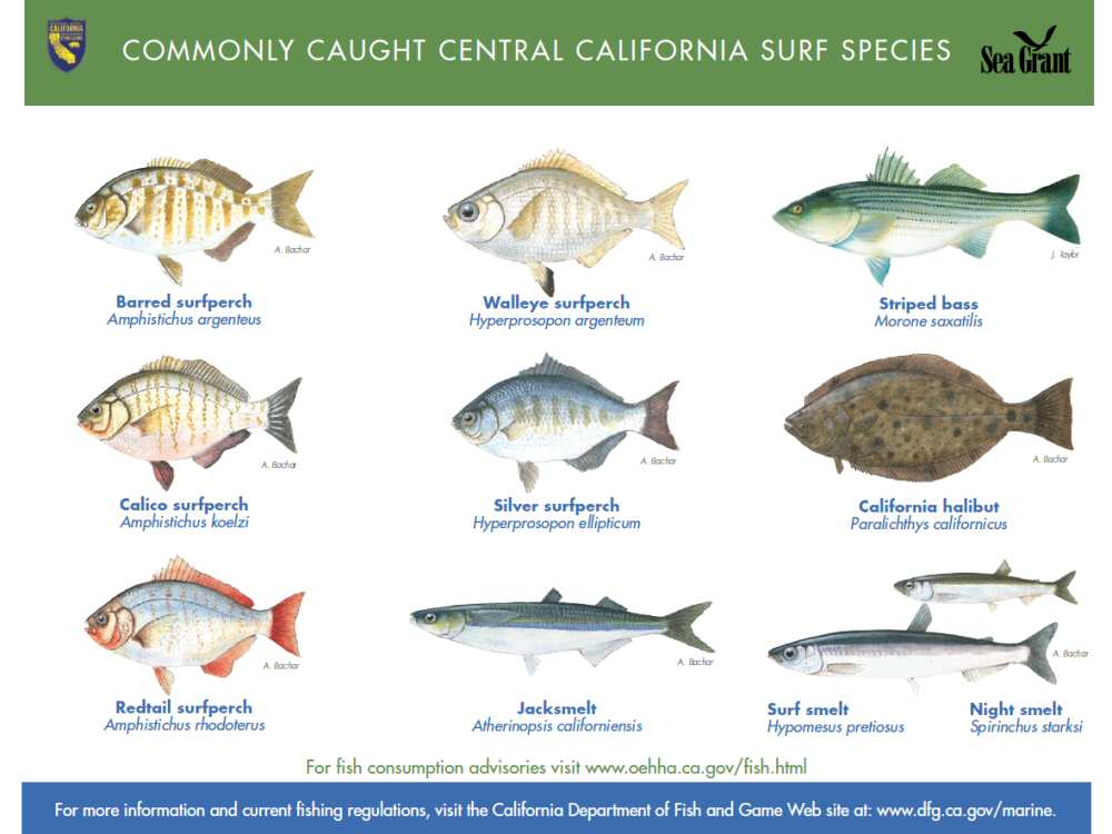 Chart of commonly caught surf fish species Central California