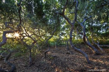 Sunrise inside a grove at the El Moro Elfin Forest