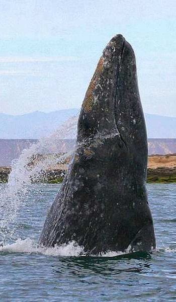 Gray whale spyhopping
