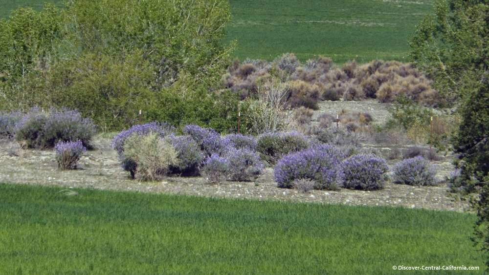 Bush lupines blooming in the creek bed