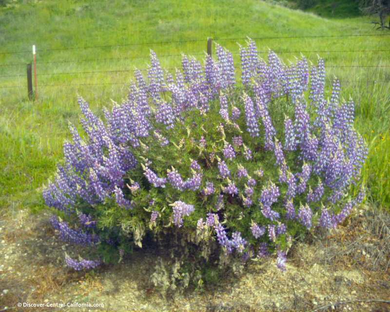 Roadside bush lupine