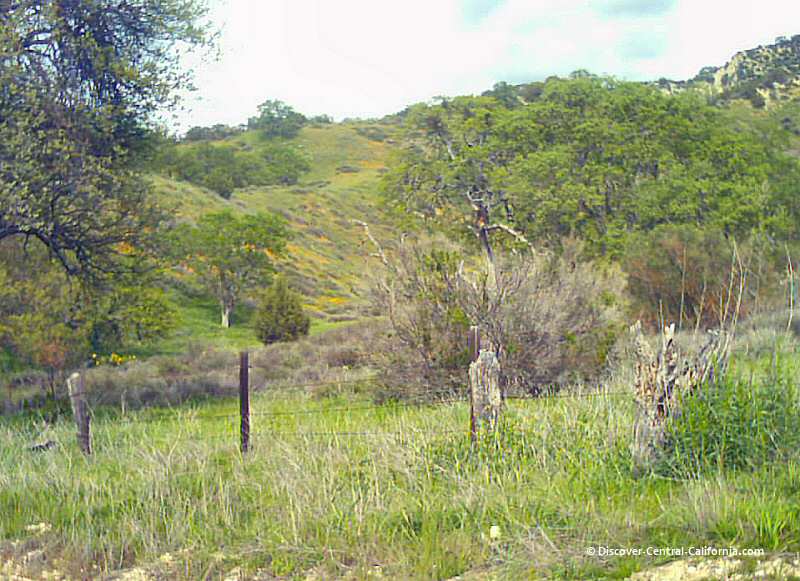 Hillside covered in wildflowers