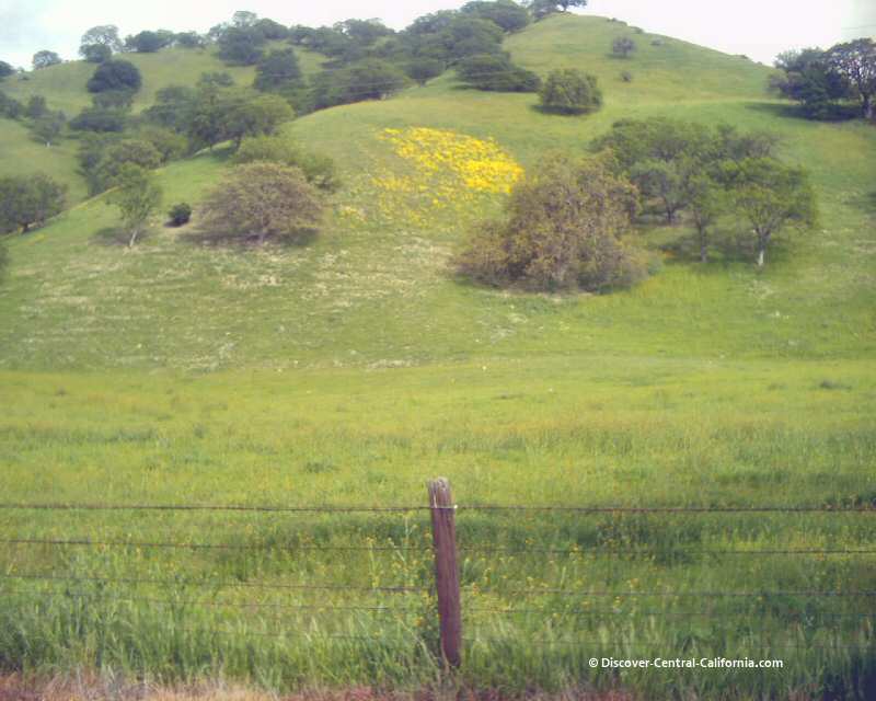 More wildflowers on hillsides