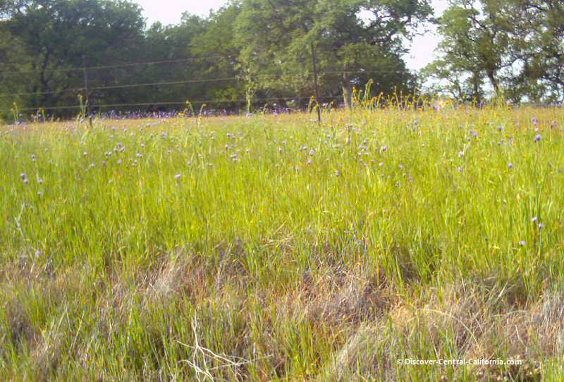 A roadside display of small wildflowers