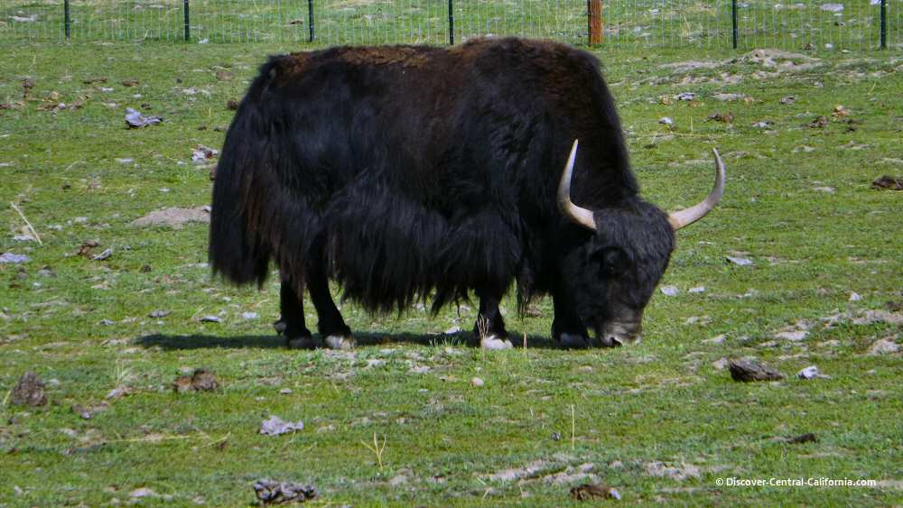 Yak on Indian Valley Road