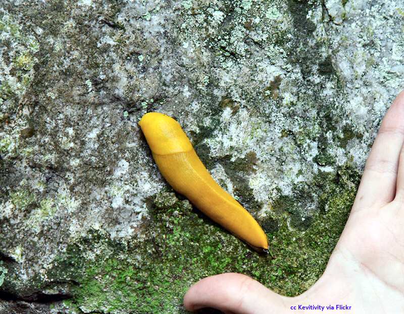 Banana slug at Limekiln State Park