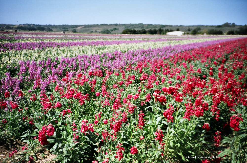 Red and purple flowers near Lompoc