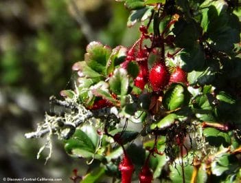 Fuschia-flowering gooseberry at the Elfin Forest