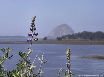 Elfin Forest lupine with Morro Rock in the distance
