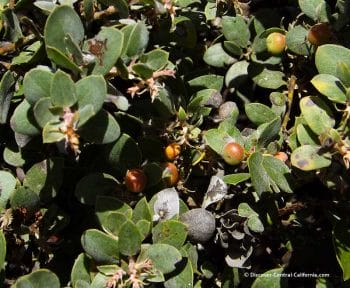 Manzanita berries at the Los Osos Elfin Forest on the Morro Bay Estuary