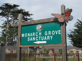 Monarch Grove sanctuary sign in Pacific Grove