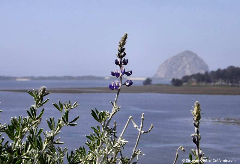 A view of Morro Rock from Lupin Point in the Elfin Forest, Los Osos