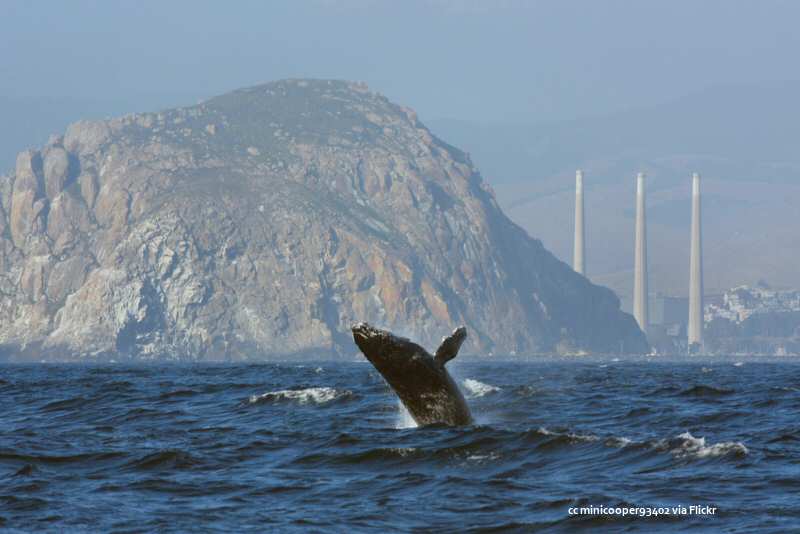 An offshore view of Morro Rock with an humpback whale breaching An offshore view of Morro Rock with an humpback whale breaching