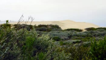 Plants and dunes at Oso Flaco Lake