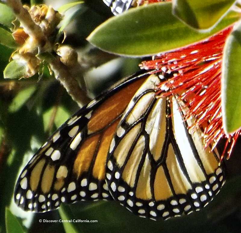 Closeup of a monarch's wing