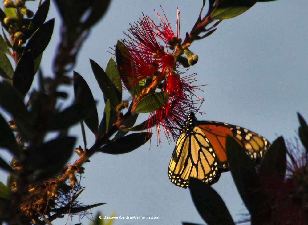 A lone monarch on a bottlebrush tree