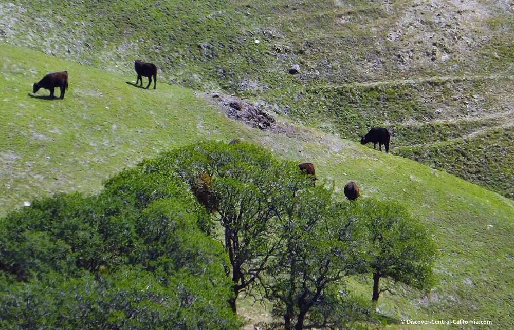 Cattle grazing along Parkfield Grade