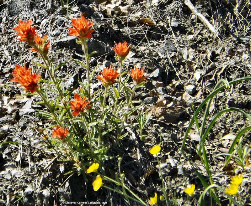 Indian paintbrush and yellow composites