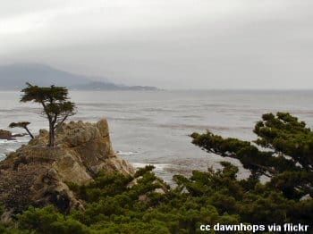 The lone cypress along Pebble Beach 17 mile drive