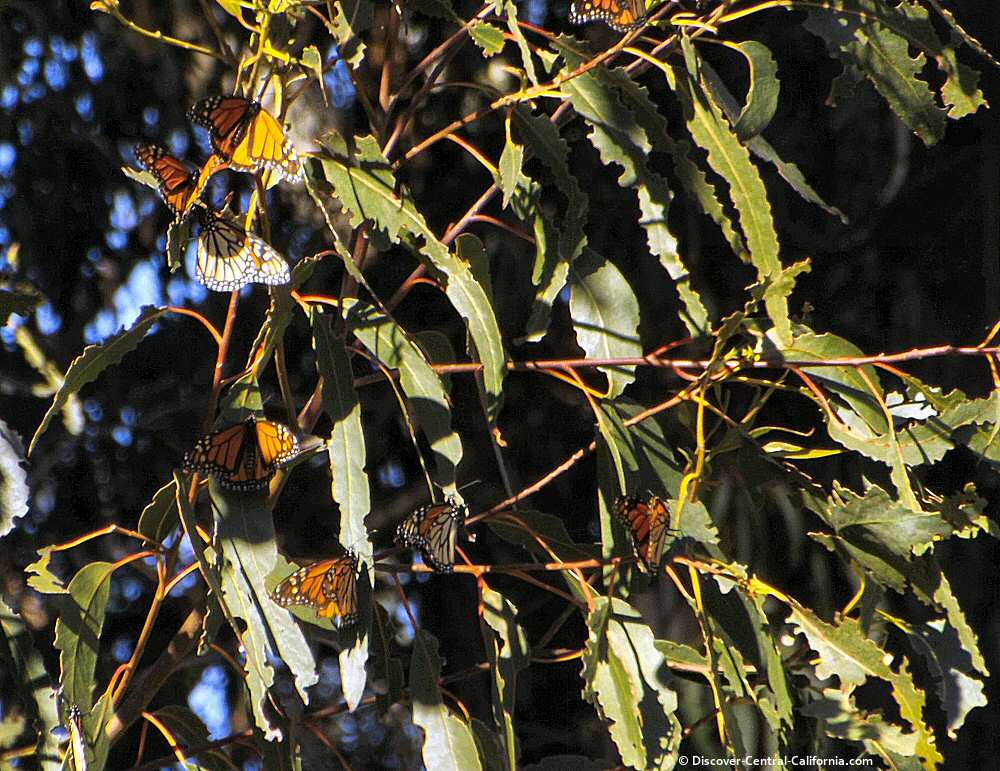 A cluster of monarch on a eucalyptus