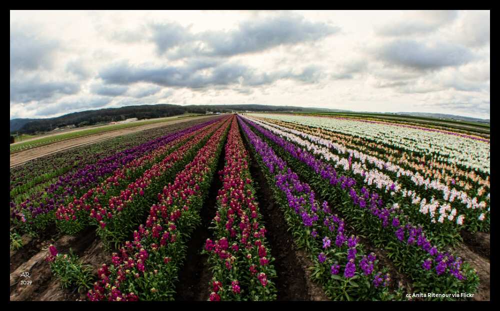 Lompoc Flower Festival A Spectacular Celebration In The Valley Of Flowers