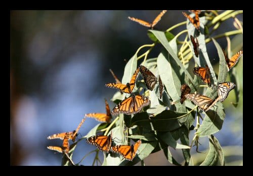 A nice group of monarch butterflies in the Pismo Beach grove