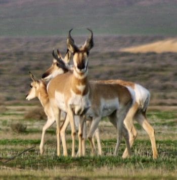Pronghorn Antelope on Carrizo Plain