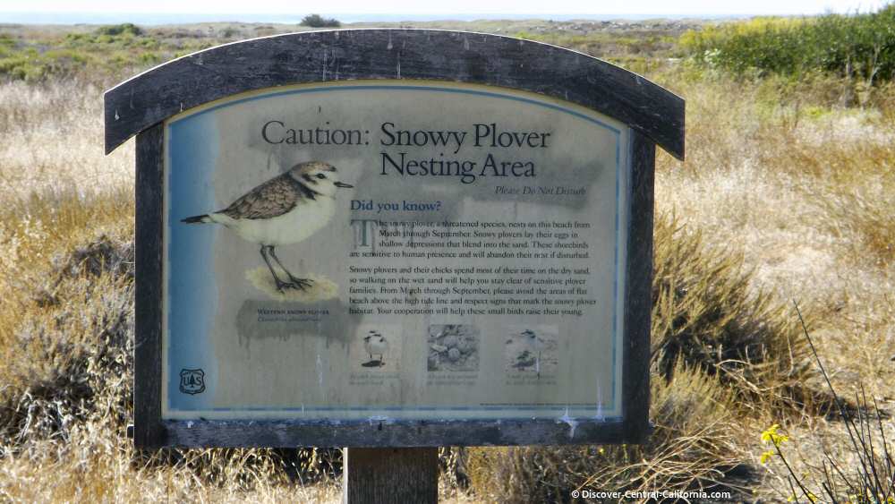 Snowy Plover sign
