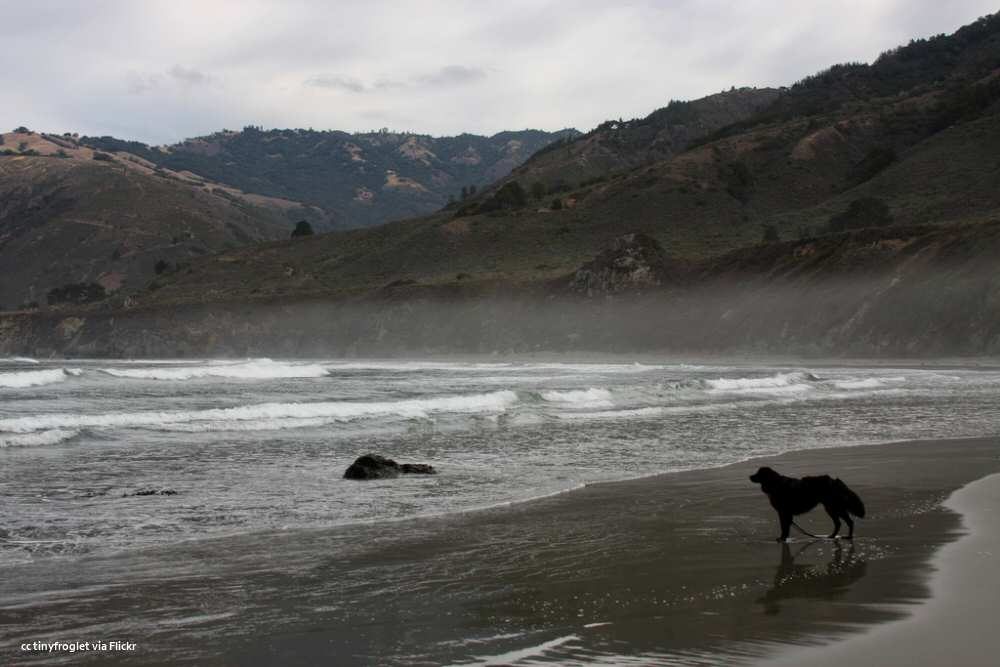 Dog and morning fog at Sand Dollar Beach