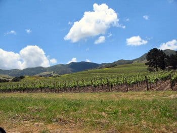 A Santa Ynez Valley vineyard A Santa Ynez Valley vineyard