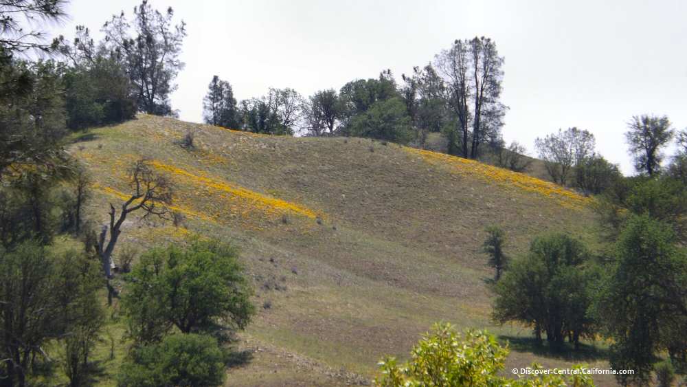 Poppies flowing down a hillside