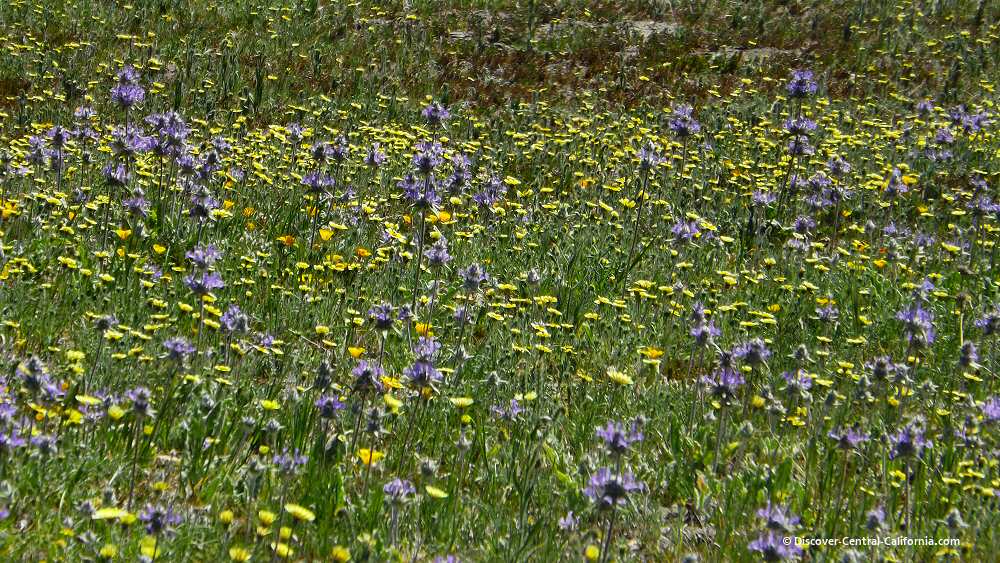 Closeup of a meadow filled with yellow and blue wildflowers