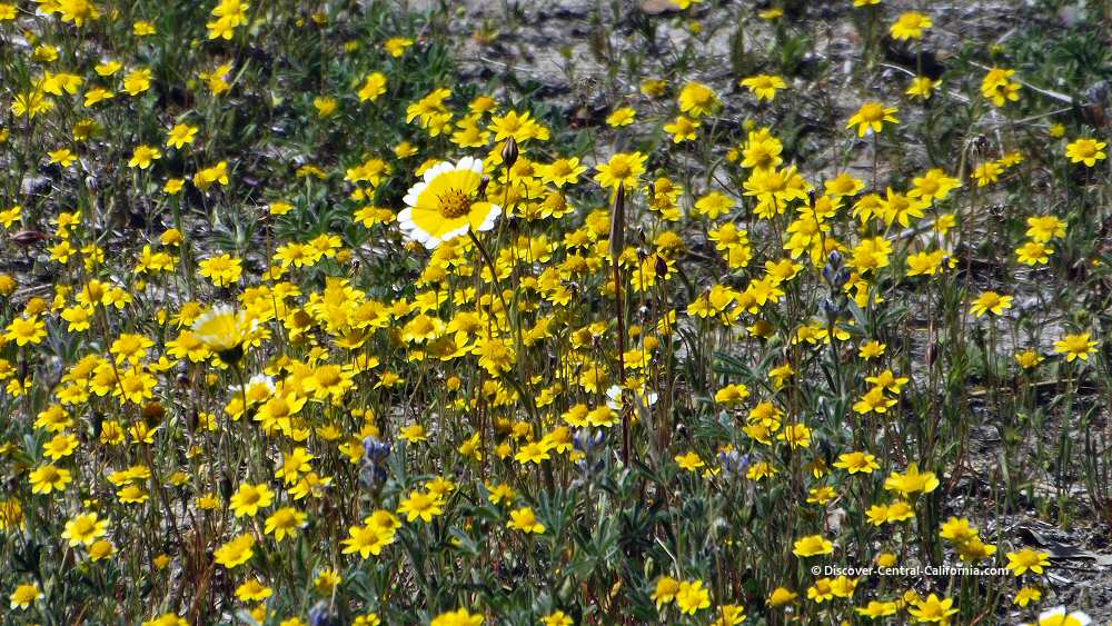 Closeup of a variety of yellow wildflowers