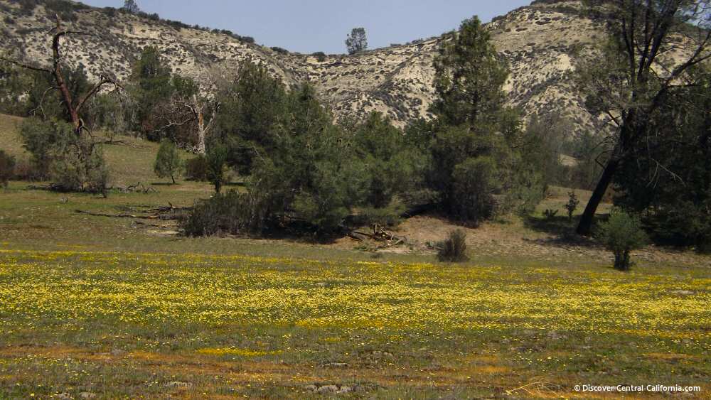 Yellow flowers adorn a pasture along Shell Creek Road