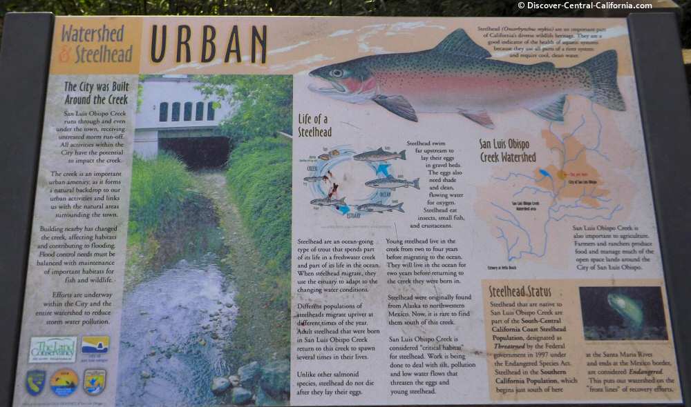 San Luis Obispo Creek Steelhead information San Luis Obispo Creek Steelhead information