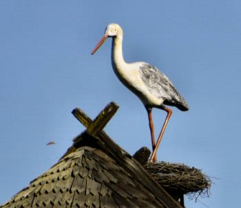 Wooden stork found on a Solvang roof Wooden stork found on a Solvang roof