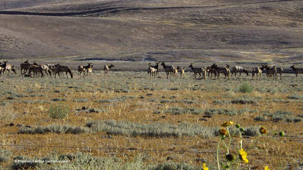 Large elk herd seen on the Jack Ranch