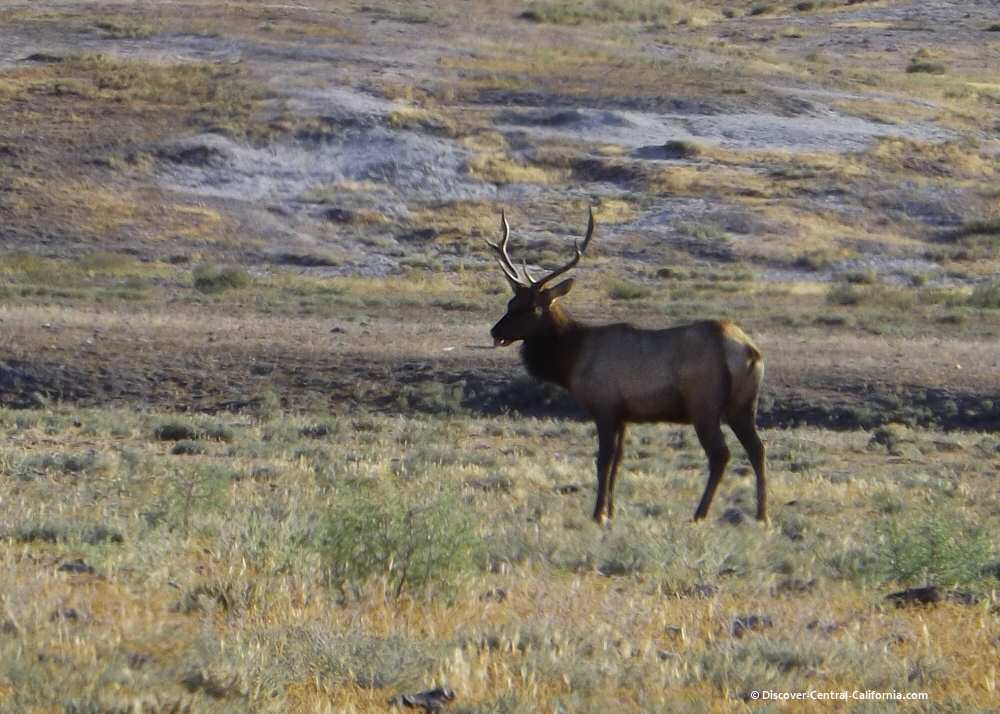 Elk bull on the Hearst Corp. Jack Ranch
