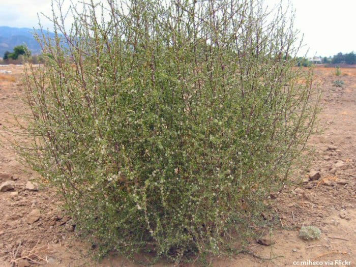 Tumbleweed green clearance