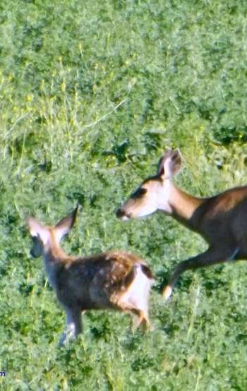 Mom showing her children the best eating places