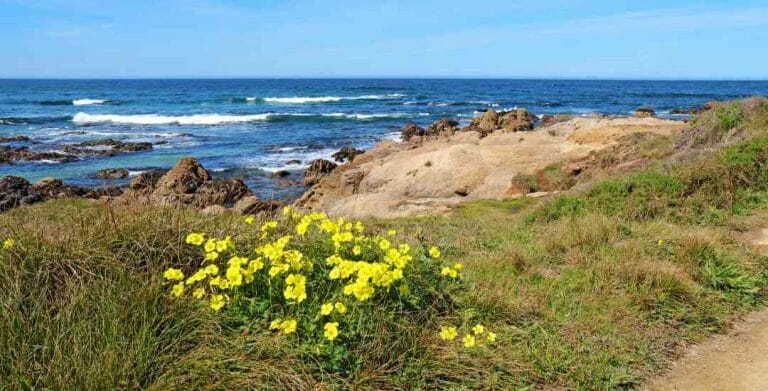 Asilomar State Beach – Sandy, Rocky And Accessible